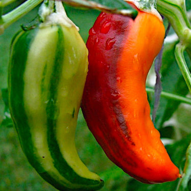 Fish Pepper Seeds - The Pepper Pantry (Formerly Marie Sharp's)
